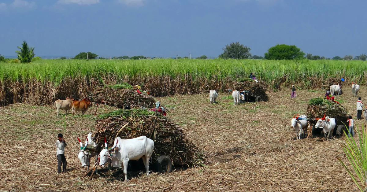 An Image with Sugarcane Farm