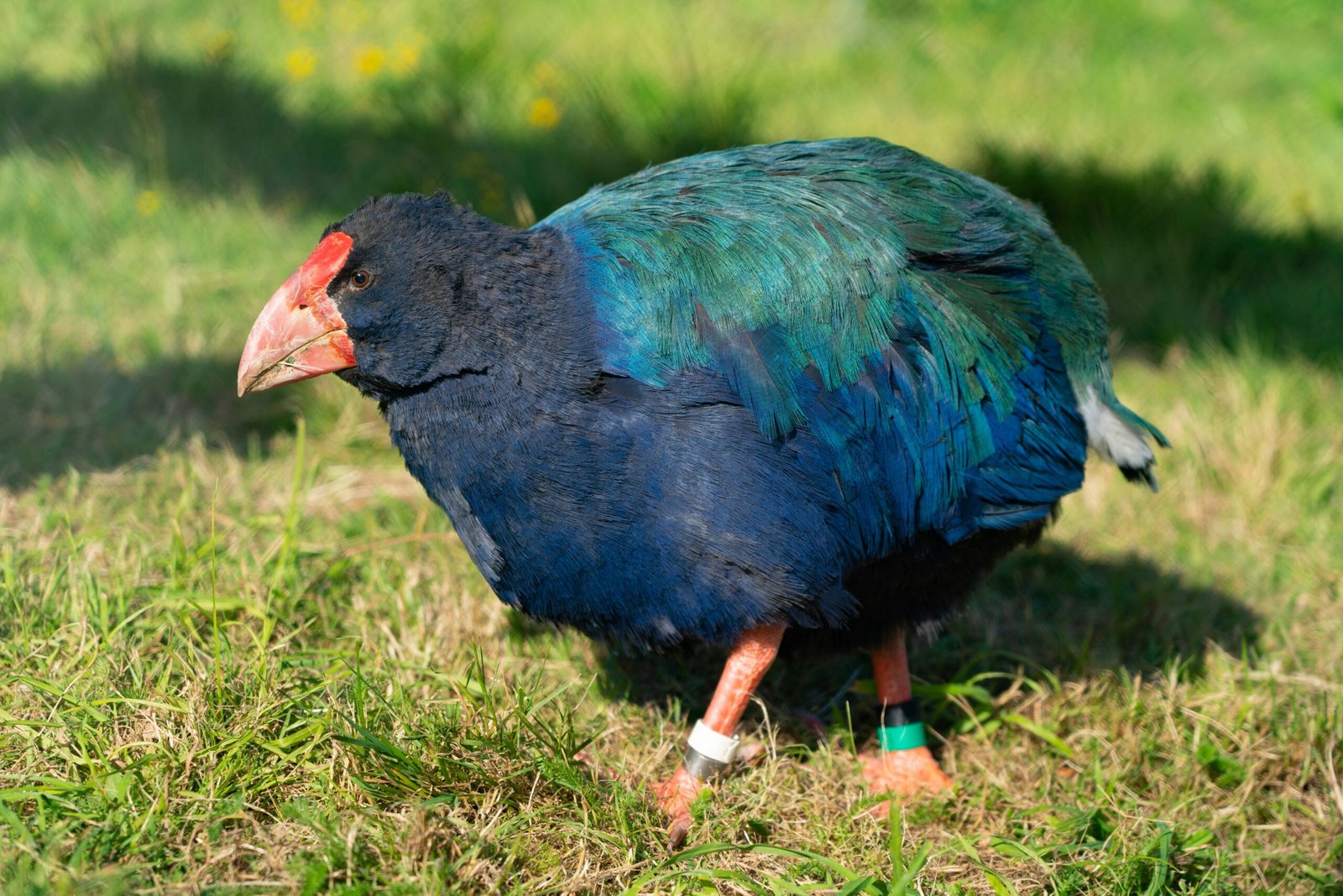 blue and red bird on green grass