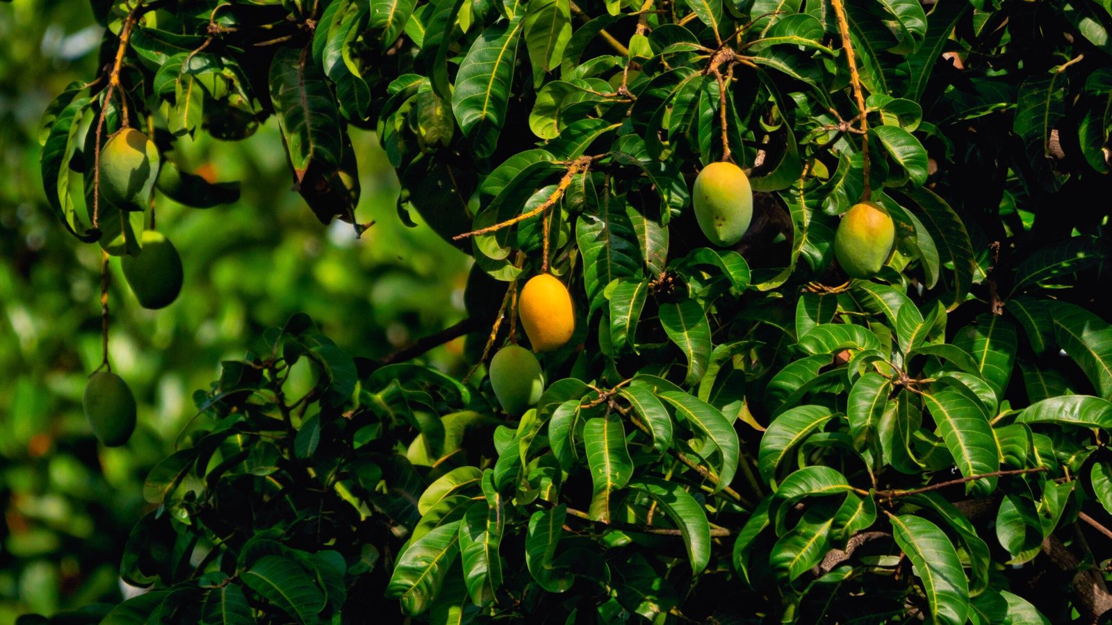 yellow round fruits on tree