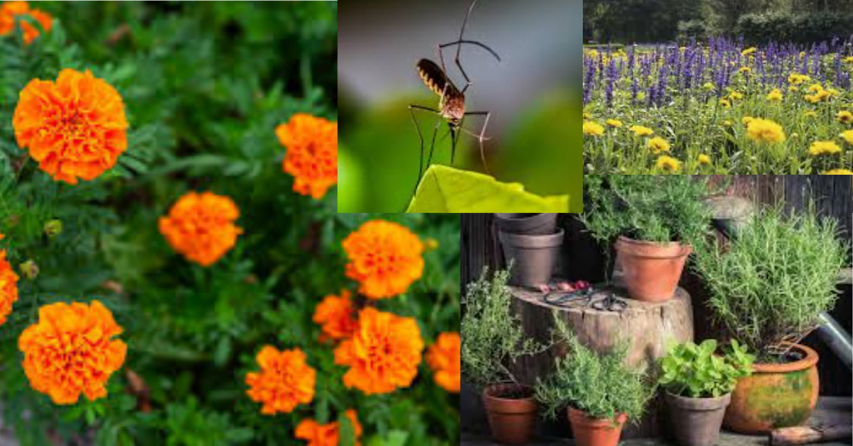 Natural Mosquito Repellents: Top Plants for a Pest-Free Home