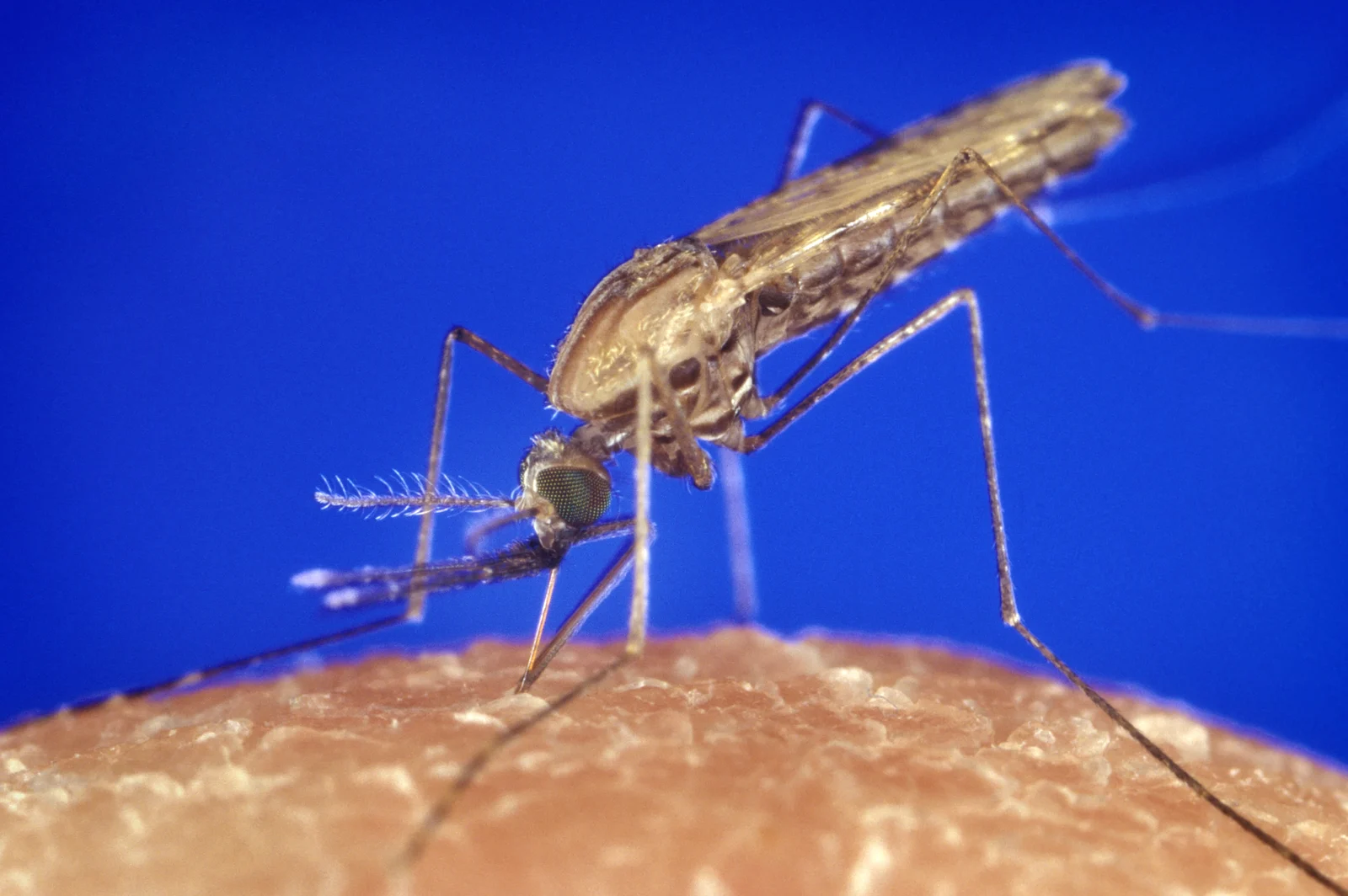 An Anopheles gambiae mosquito feeding. The mosquito spreads the malaria parasite. (Photo: CDC/James Gathany, public domain via Wikimedia Commons.)