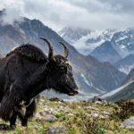 Yak in the Sikkim Himalaya. AI-generated image grounded in a real Wikimedia Commons photo by Jayanta25, CC BY-SA 4.0.