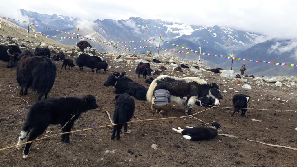 Yaks grazing in a high Himalayan meadow